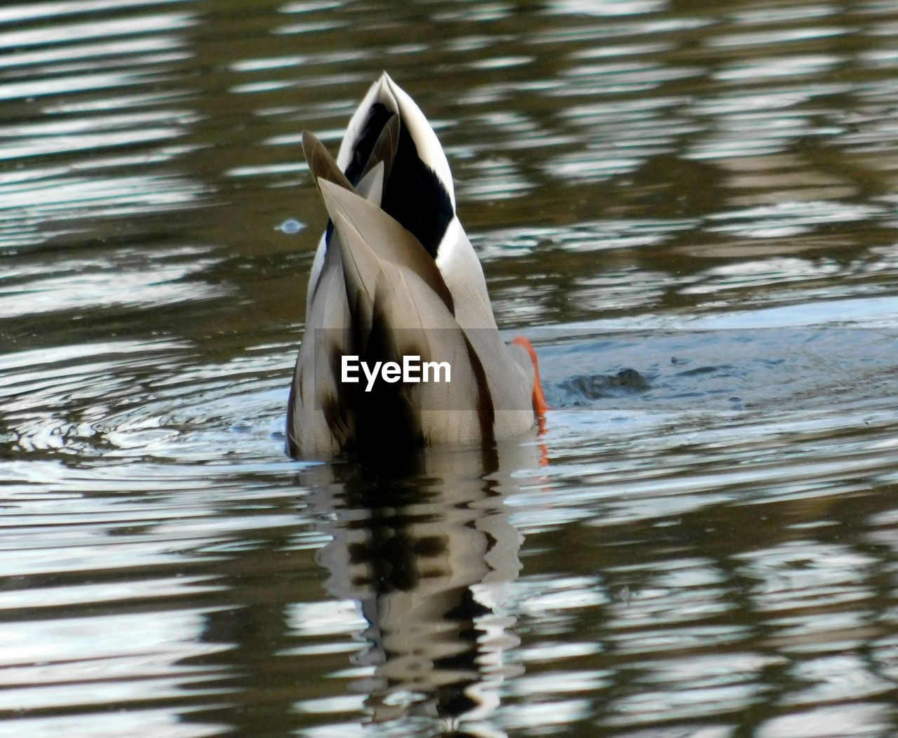 VIEW OF DUCK IN LAKE