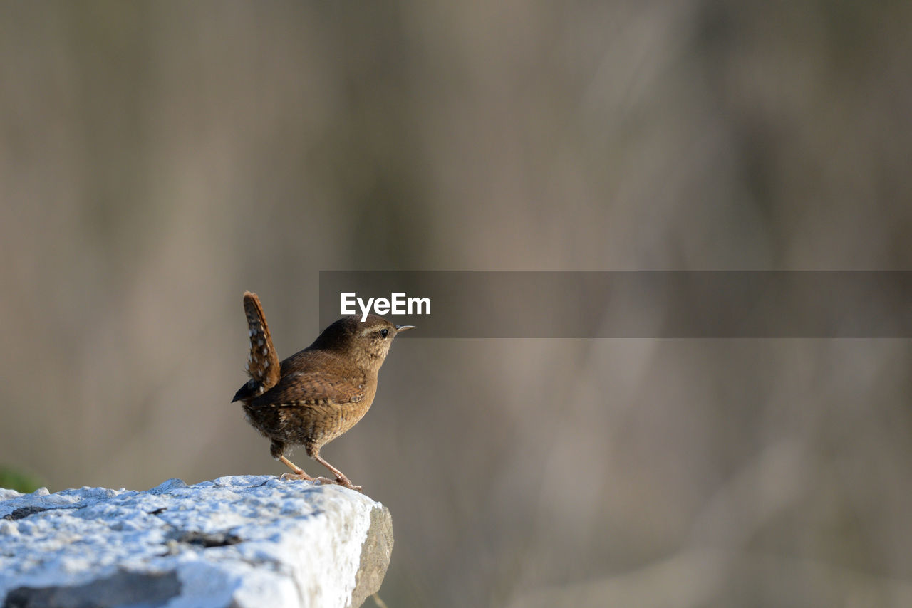 CLOSE-UP OF A BIRD PERCHING ON ROCK