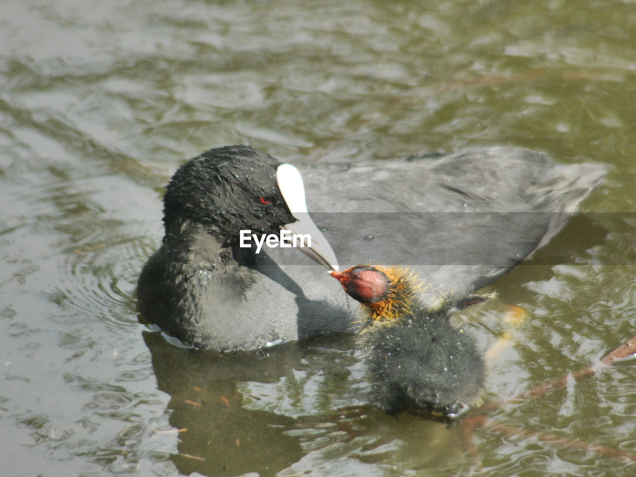 CLOSE-UP OF MALLARD DUCK SWIMMING IN LAKE