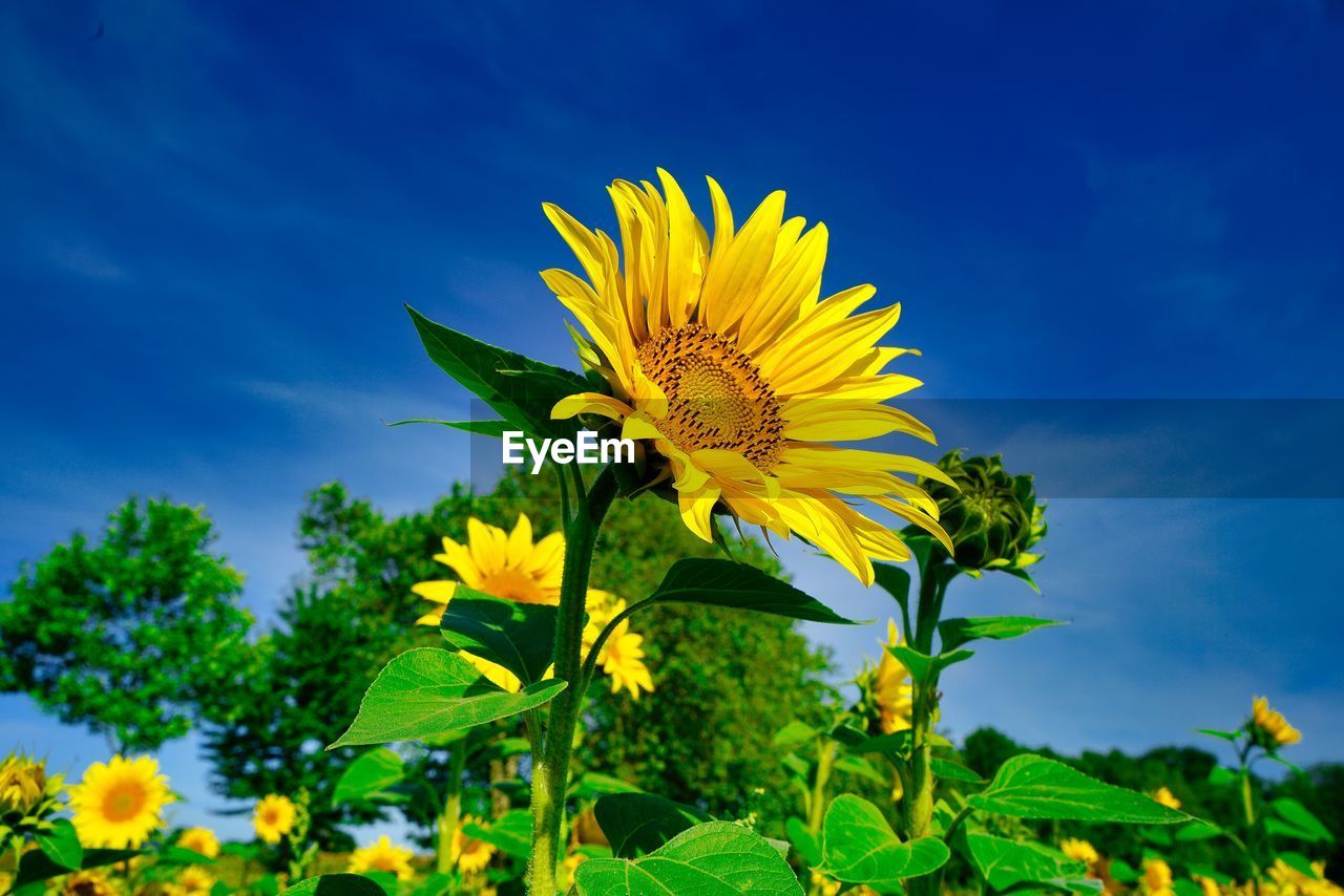 Close-up of sunflower against blue sky