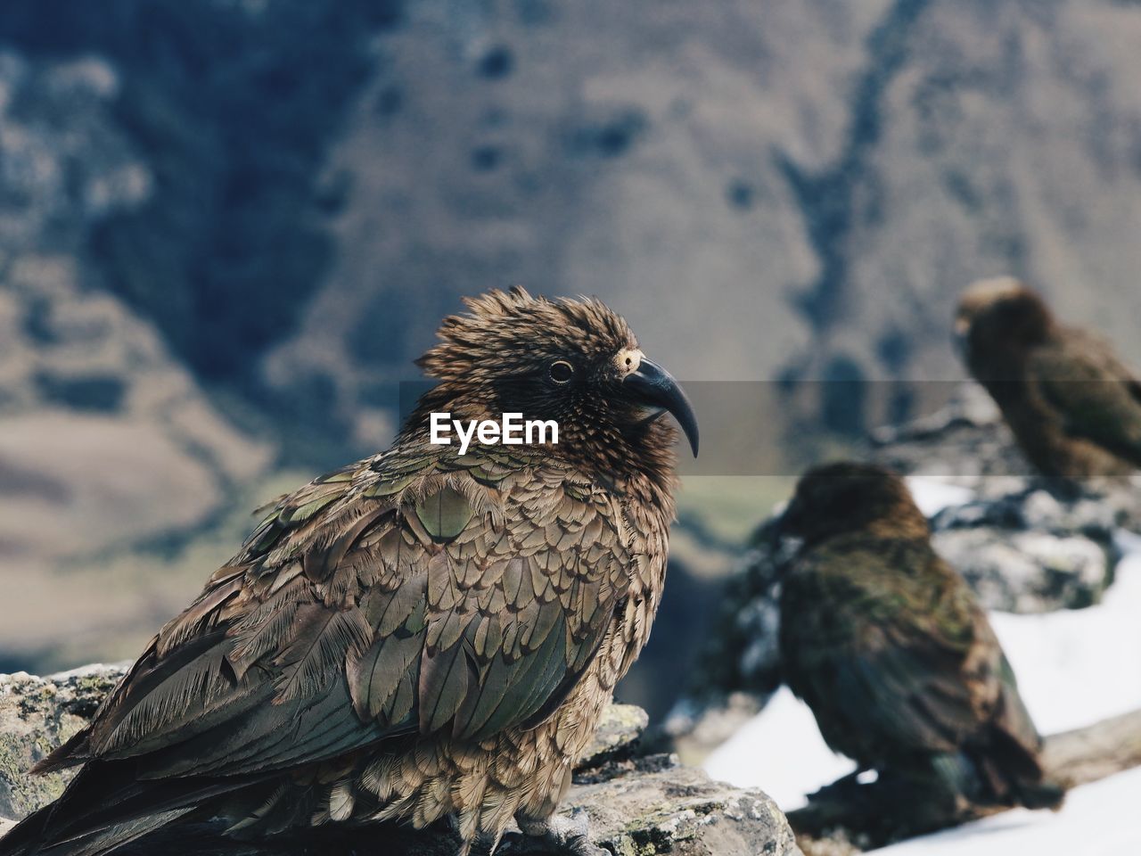 Kea  ben lomond summit  new zealand