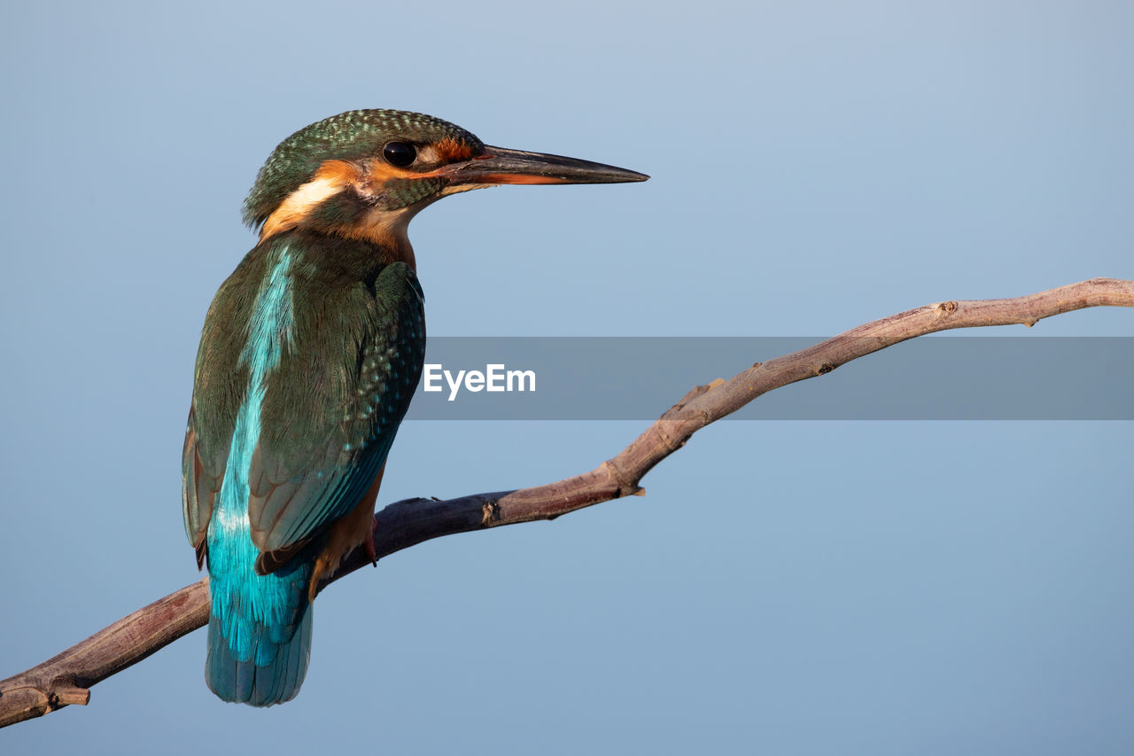 BIRD PERCHING ON A TREE