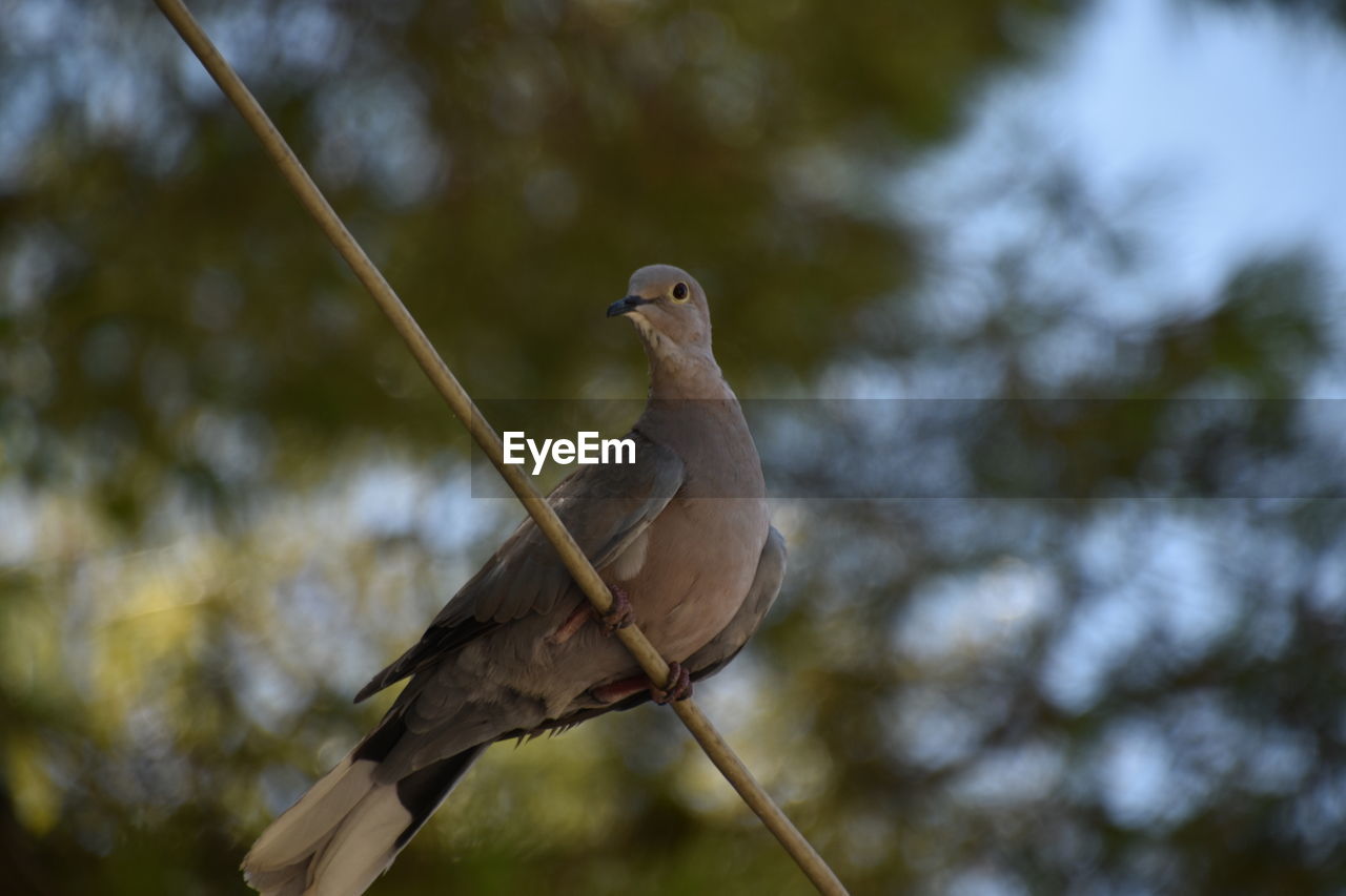 nature, animal themes, animal, animal wildlife, bird, wildlife, one animal, branch, dove - bird, mourning dove, perching, tree, no people, focus on foreground, plant, outdoors, beak, close-up, day
