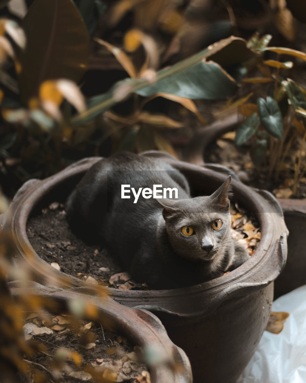 Portrait of cat in potted plant
