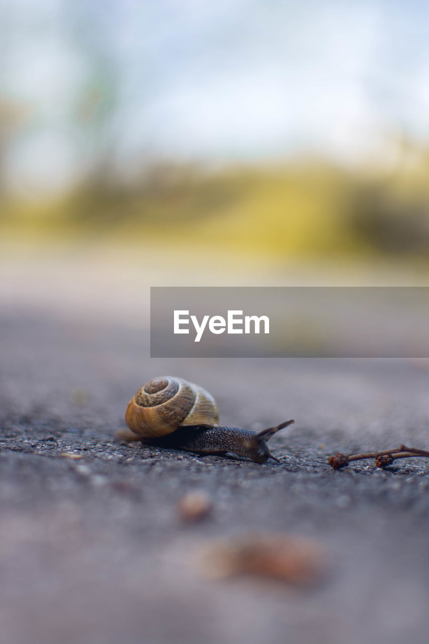 CLOSE-UP OF SNAIL ON THE ROAD