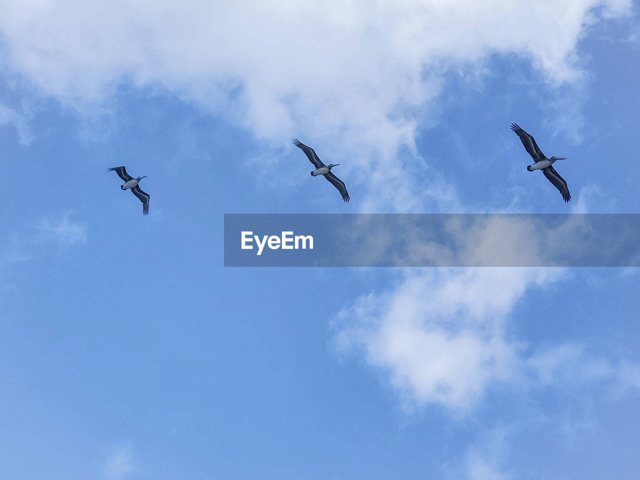 sky, flying, cloud, bird, animal, animal themes, wildlife, group of animals, animal wildlife, low angle view, blue, nature, mid-air, no people, day, spread wings, wing, outdoors, flock, animal body part, motion, on the move, airplane
