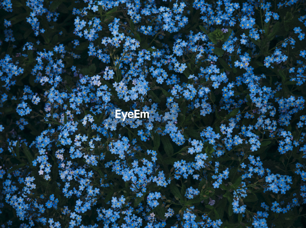 Full frame shot of flowering plants during winter