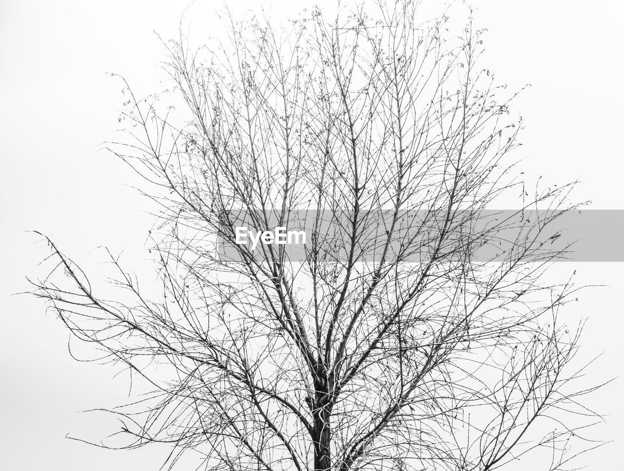 LOW ANGLE VIEW OF SILHOUETTE BARE TREE AGAINST SKY