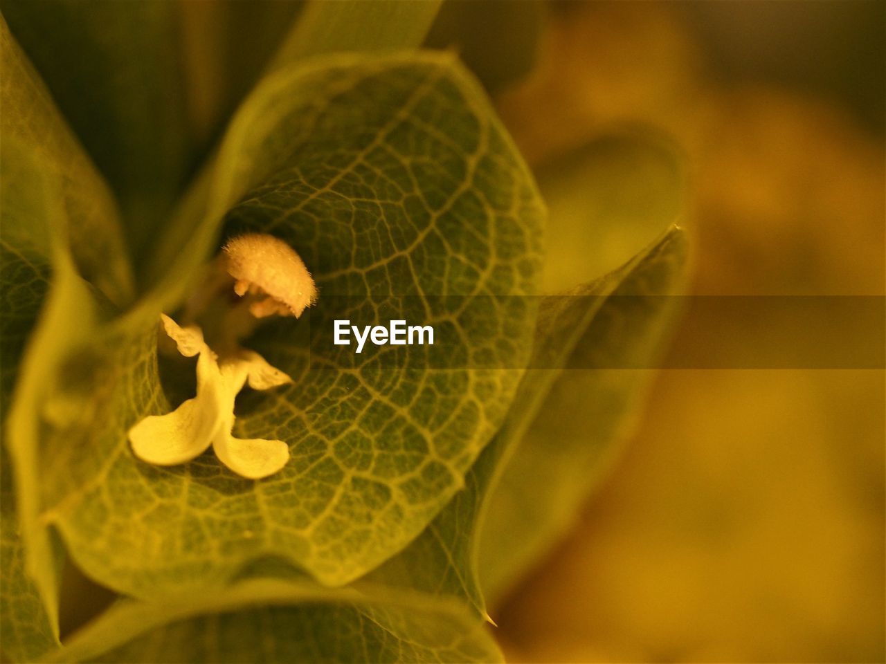 Close-up of yellow leaves