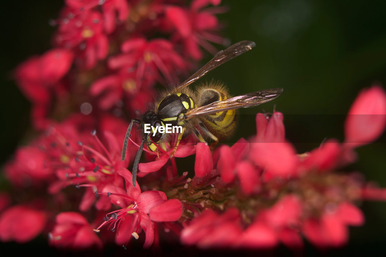 CLOSE-UP OF HONEY BEE POLLINATING ON FLOWER