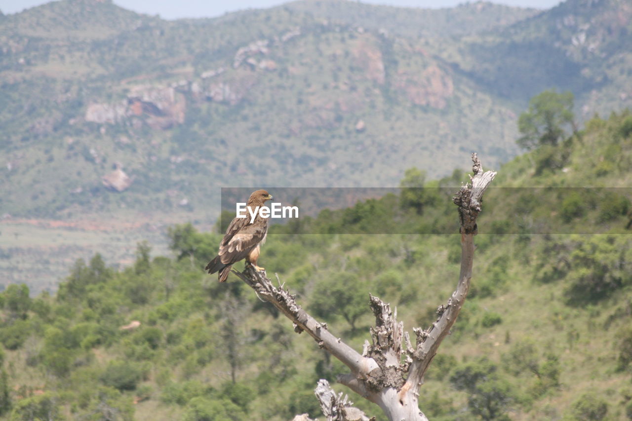 Eagle perching on bare tree
