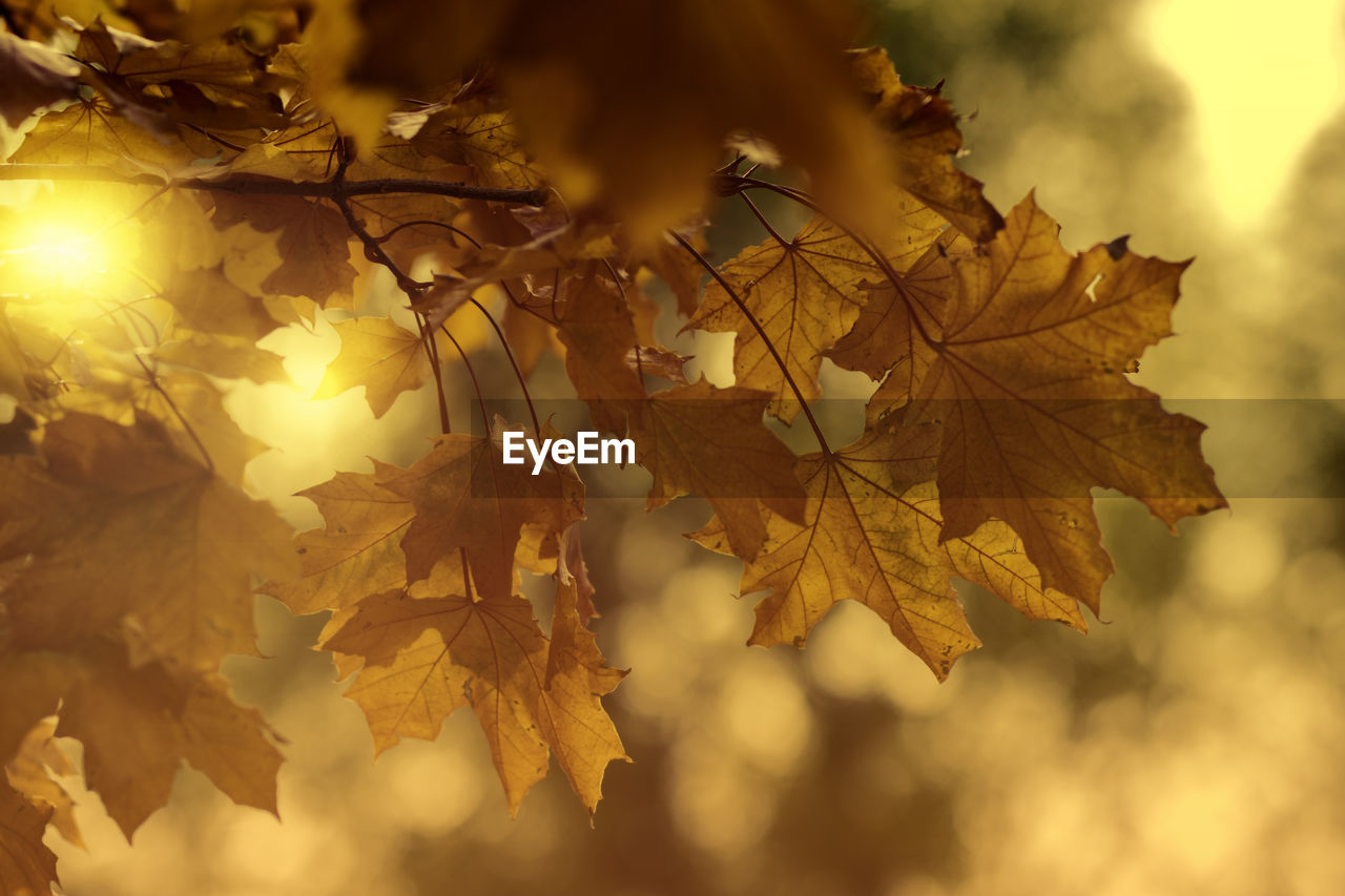 Close-up of maple leaves during autumn