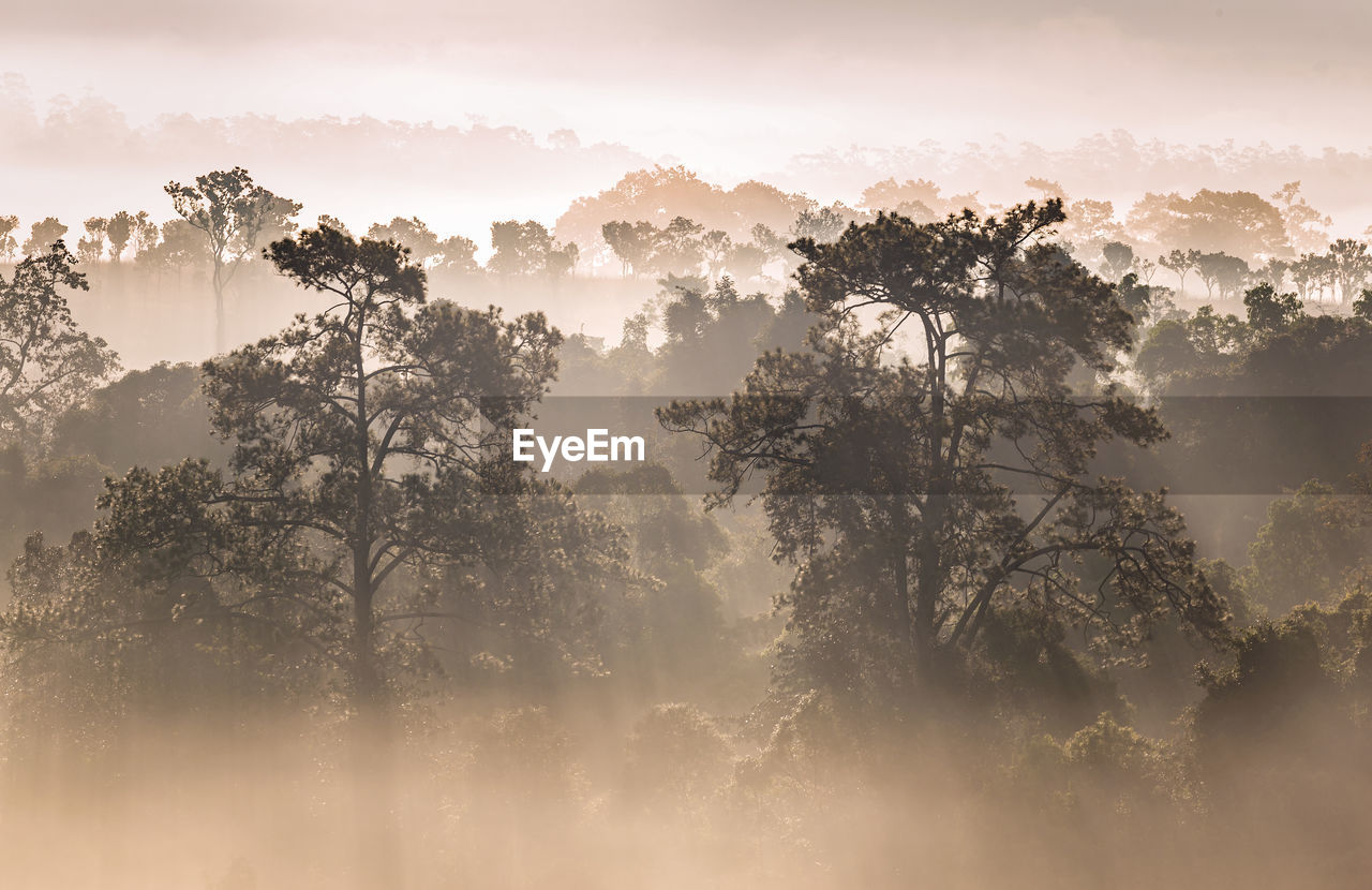 Sun light through fog and clouds above the forest. spruce trees on the hill viewed from below