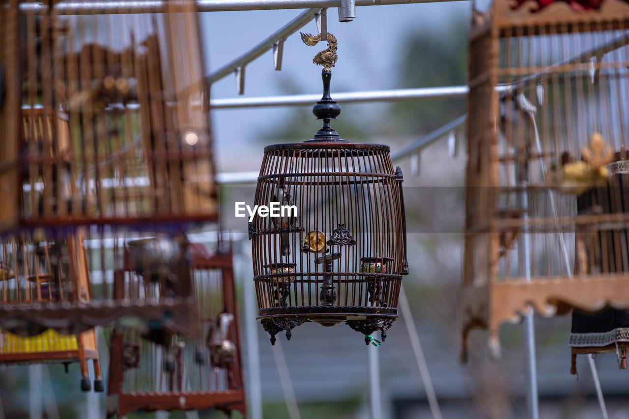 Close-up of a bird in cage