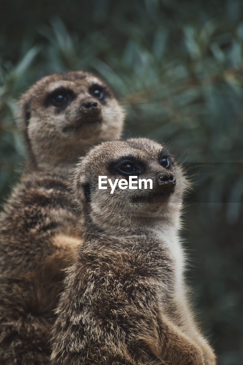 Vertical shot of two meerkat at the zoo in germany