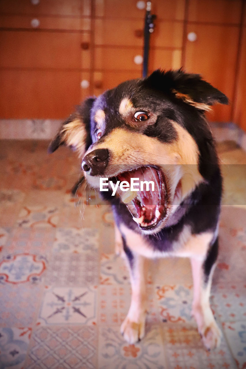 animal themes, animal, one animal, mammal, pet, domestic animals, canine, dog, mouth open, no people, facial expression, puppy, animal body part, sticking out tongue, focus on foreground, indoors, animal mouth, portrait, flooring, animal tongue, panting