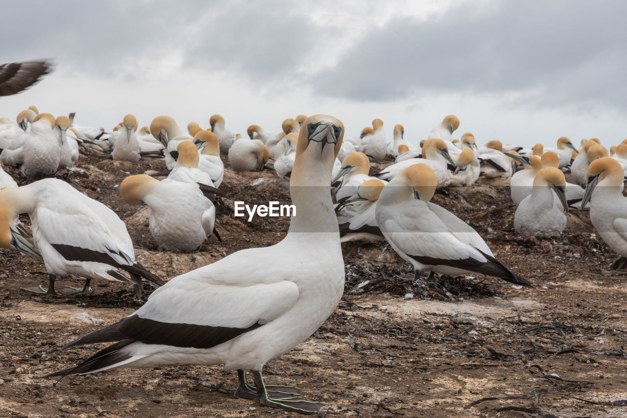 Flock of birds in the field