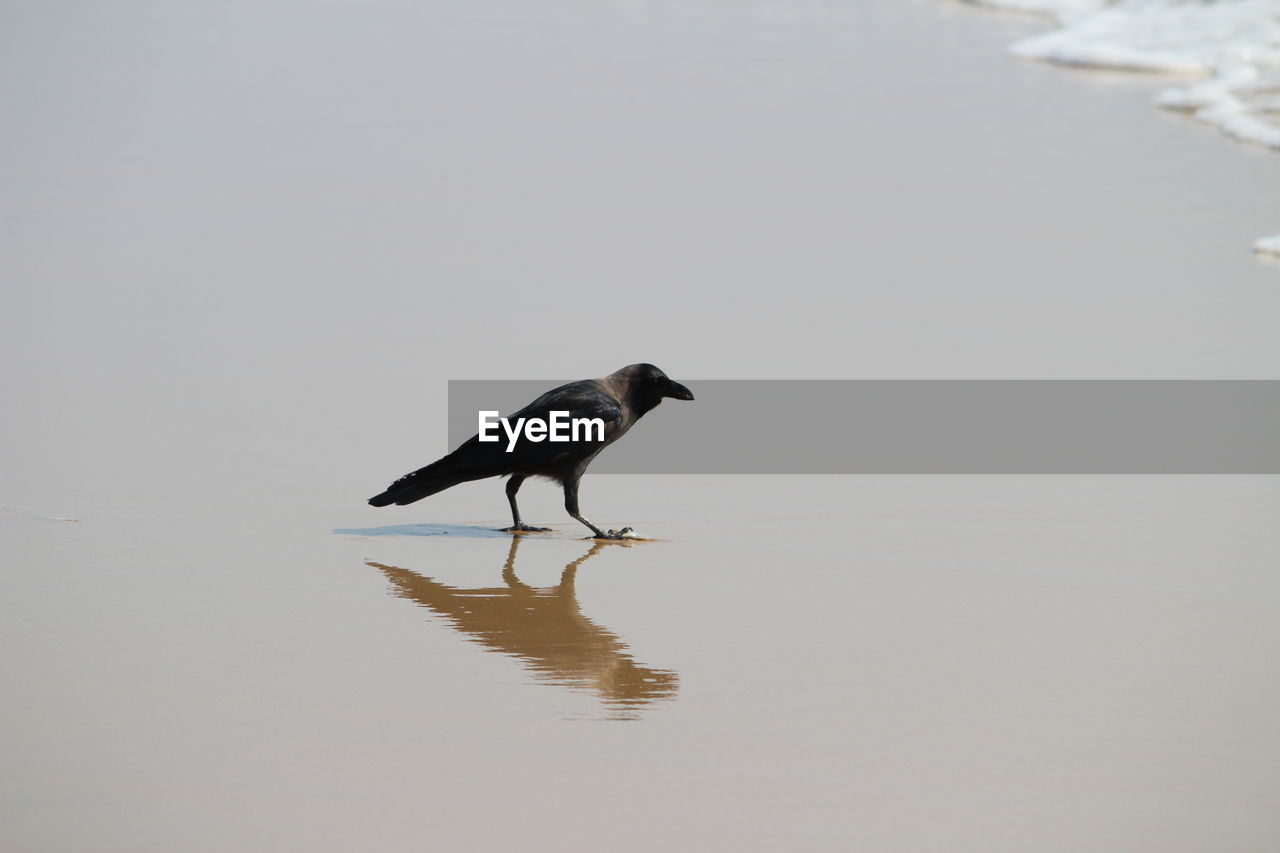 VIEW OF BIRD IN LAKE