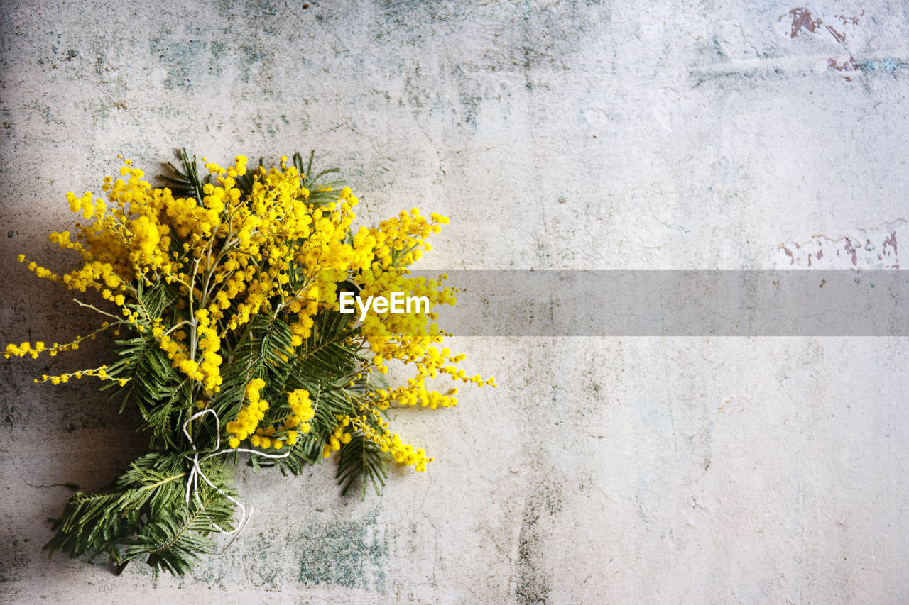 YELLOW FLOWERING PLANT AGAINST WALL