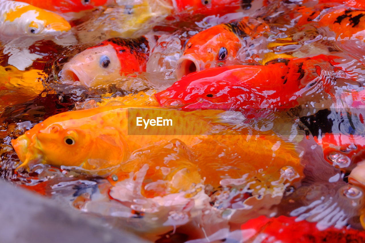 Close-up of koi fish in water