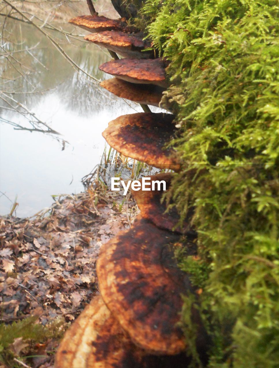 CLOSE-UP OF TREE AGAINST BLURRED BACKGROUND