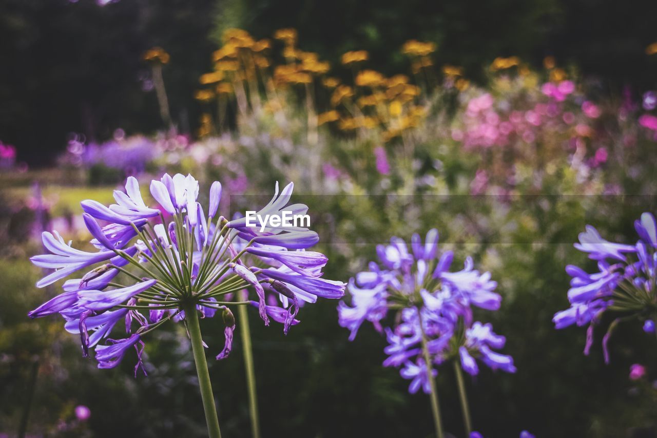 CLOSE-UP OF PURPLE FLOWERS BLOOMING