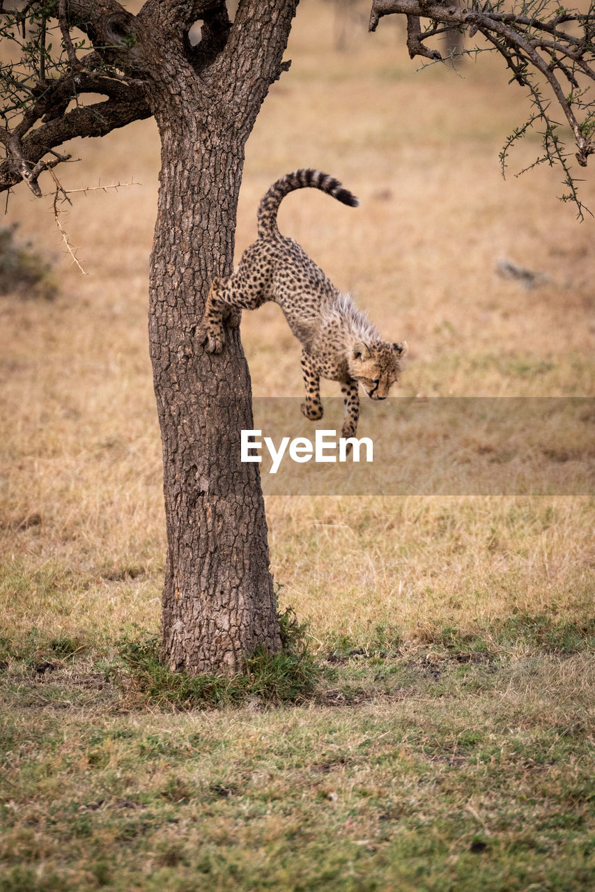 Cheetah jumping from tree trunk