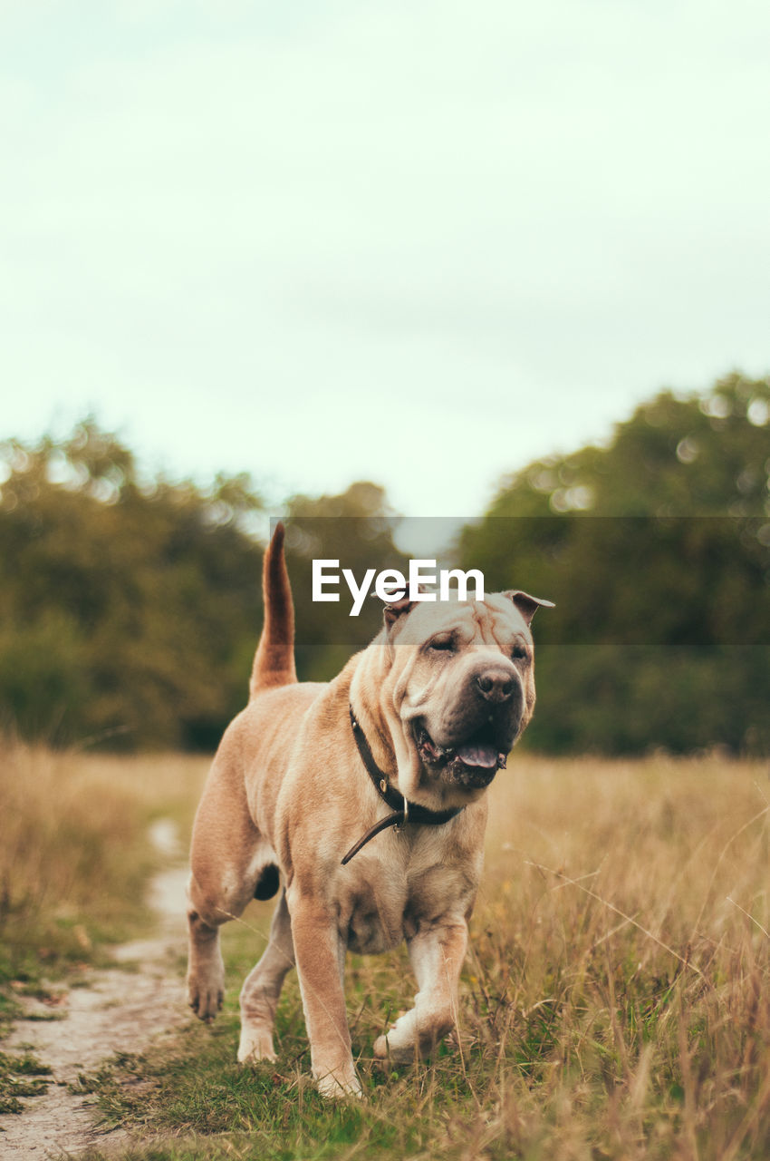 Dog looking away on field