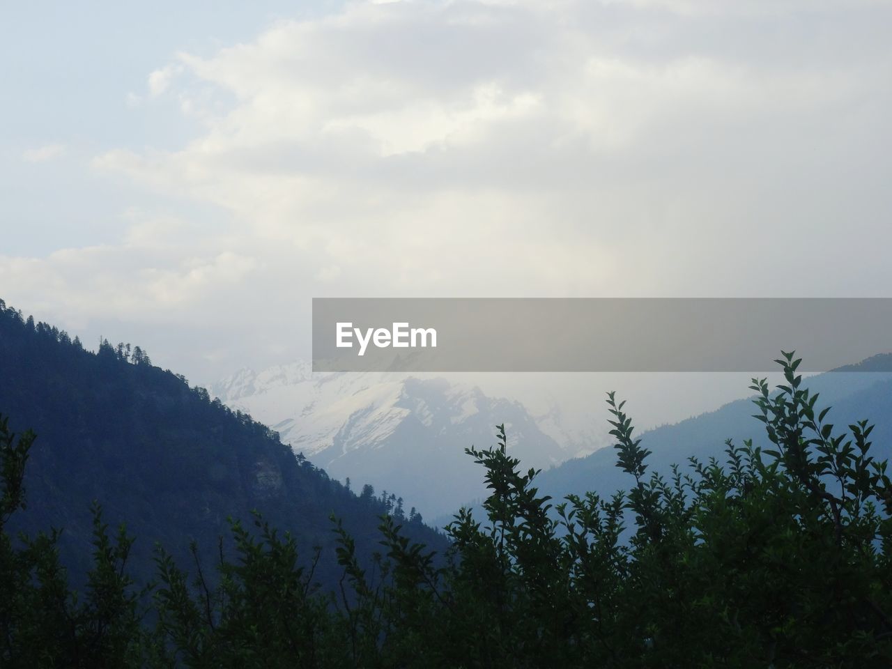 TREES ON MOUNTAIN AGAINST SKY