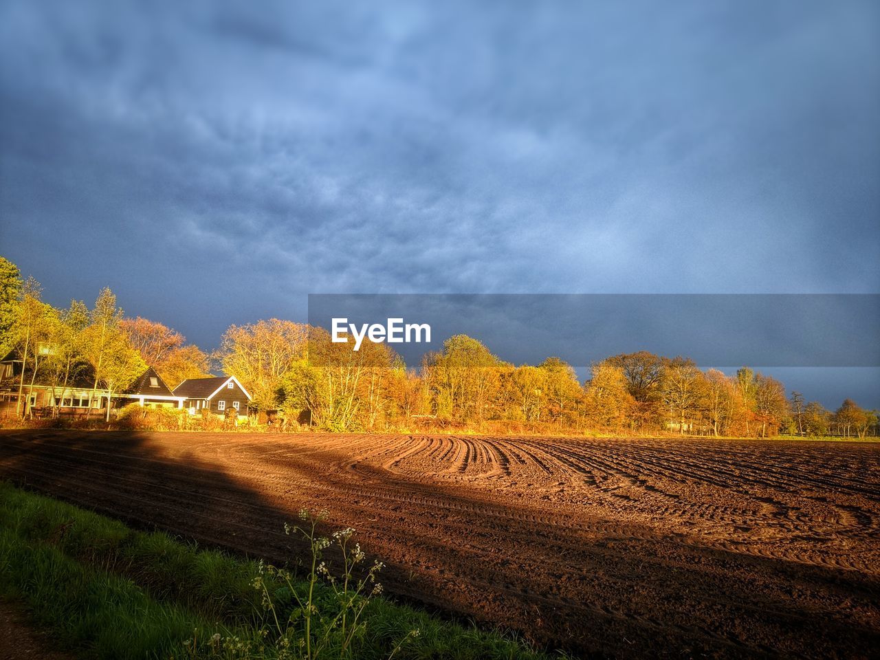 PLANTS ON FIELD AGAINST SKY