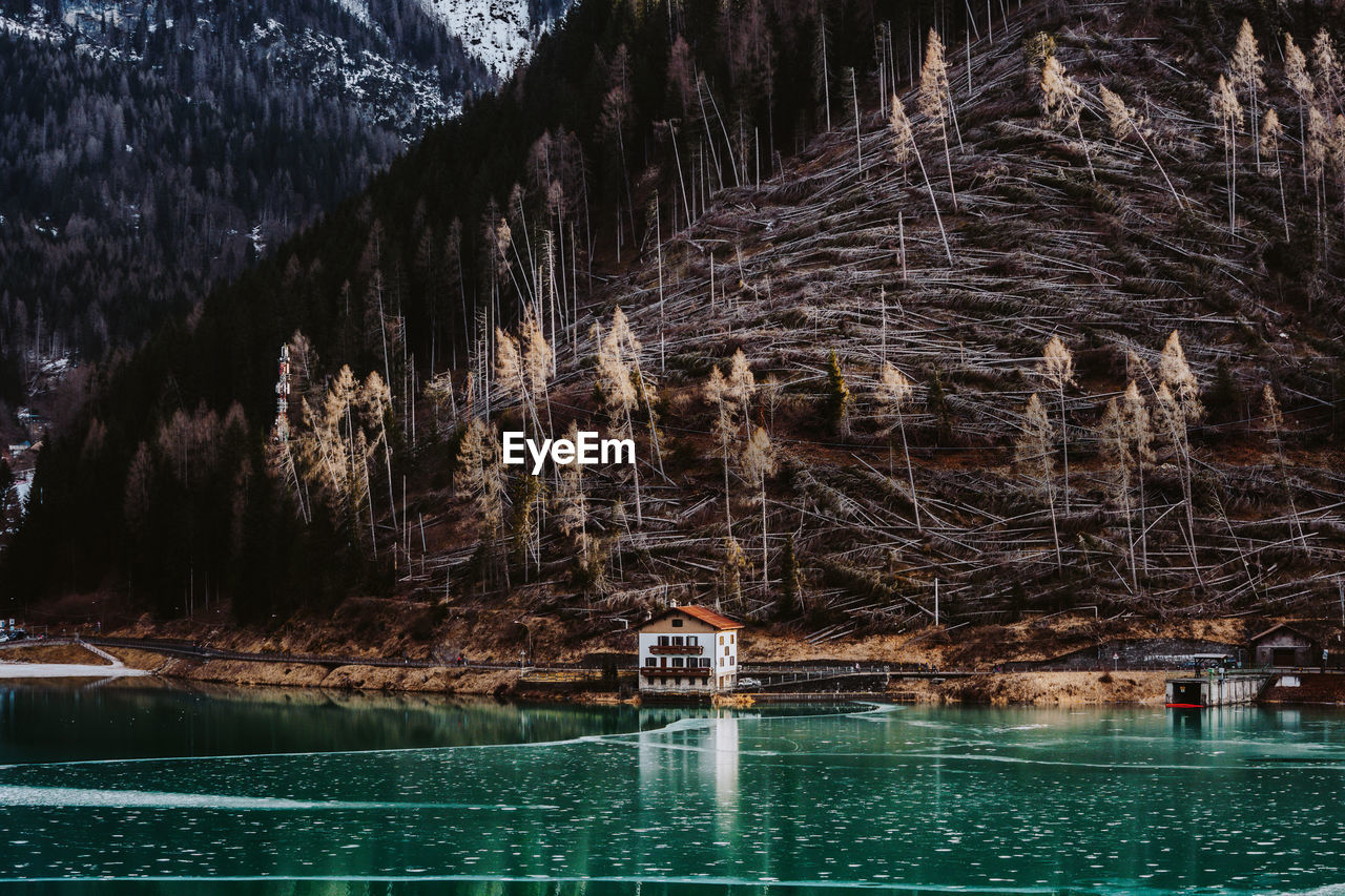 Scenic view of lake in forest