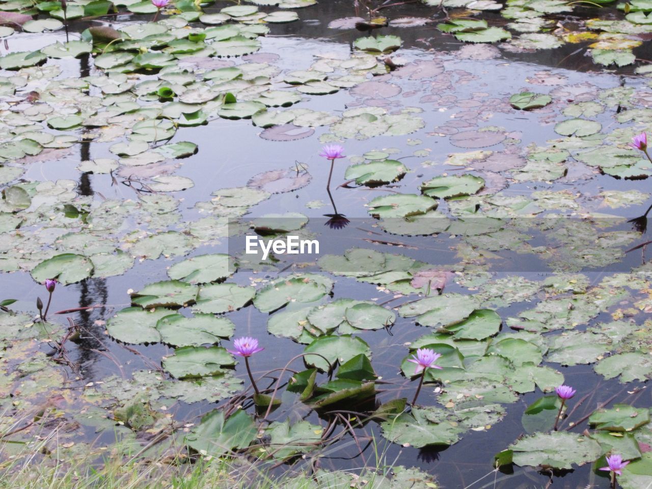 WATER LILIES IN LAKE