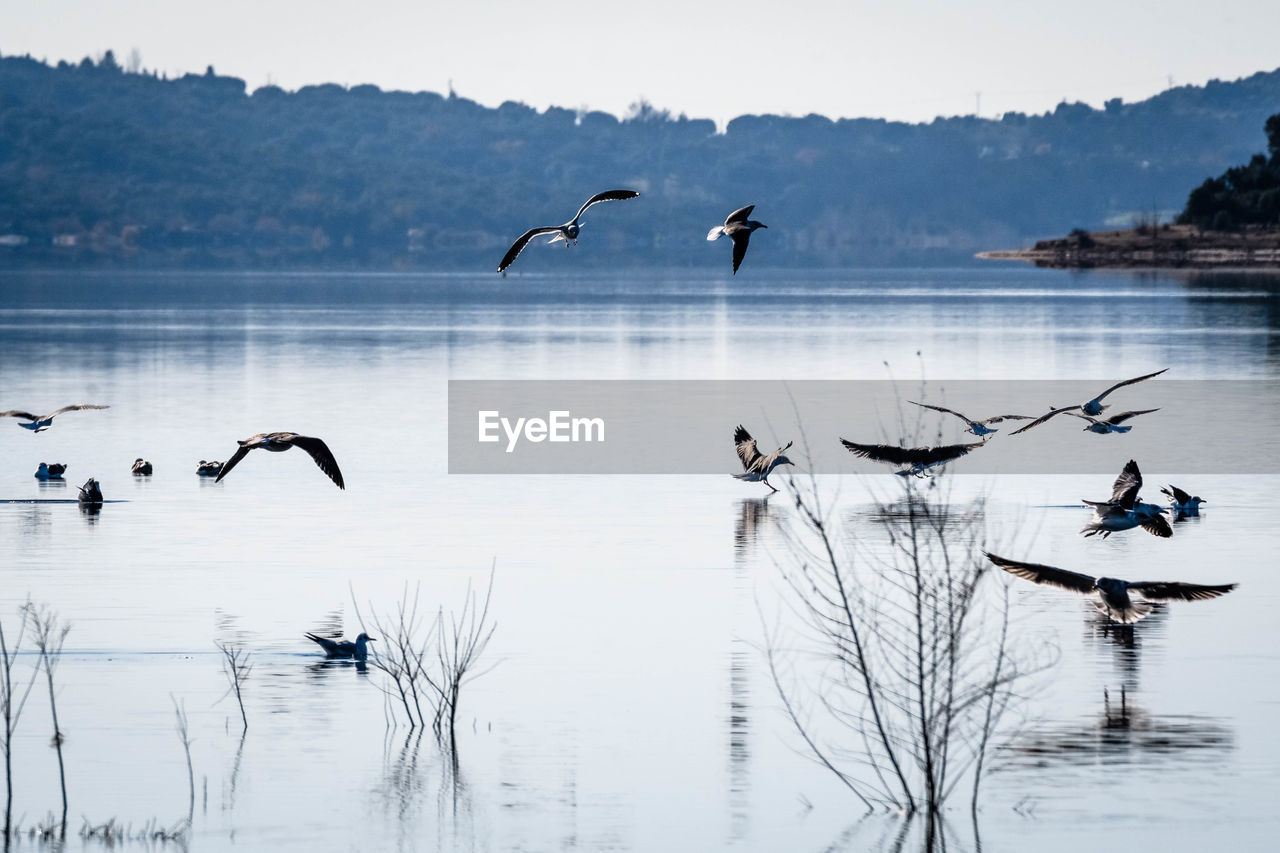 BIRDS FLYING ABOVE LAKE