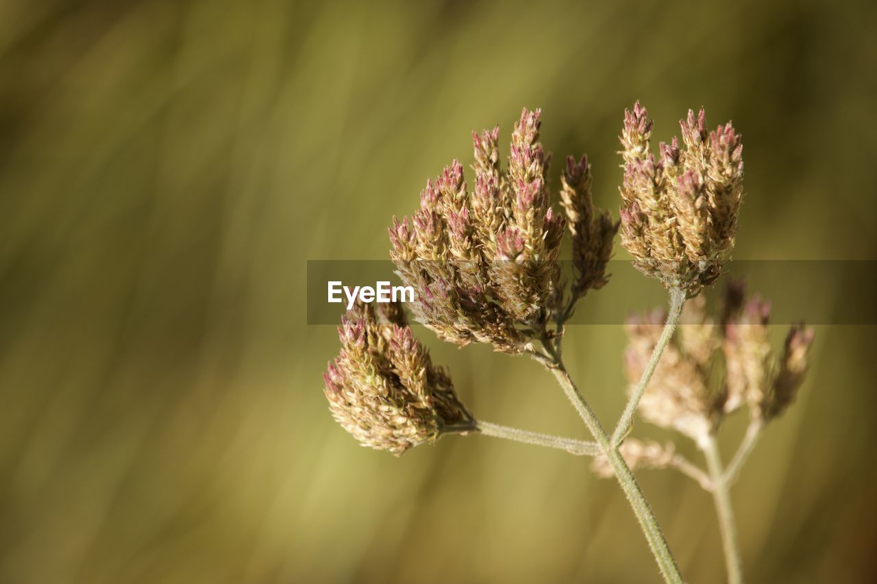 plant, flower, beauty in nature, nature, close-up, flowering plant, macro photography, leaf, growth, grass, no people, focus on foreground, freshness, plant stem, fragility, outdoors, green, tranquility, environment, flower head, selective focus, macro, branch, sunlight, day, inflorescence, land, springtime, botany, wildflower, landscape, summer, food, petal, plant part