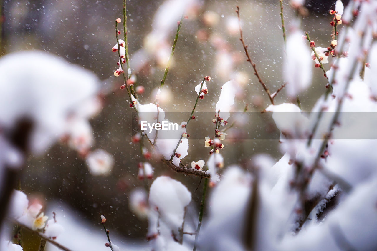 CLOSE-UP OF FROZEN PLANT