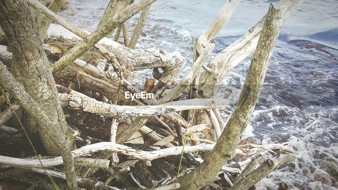 Logs and twigs by water