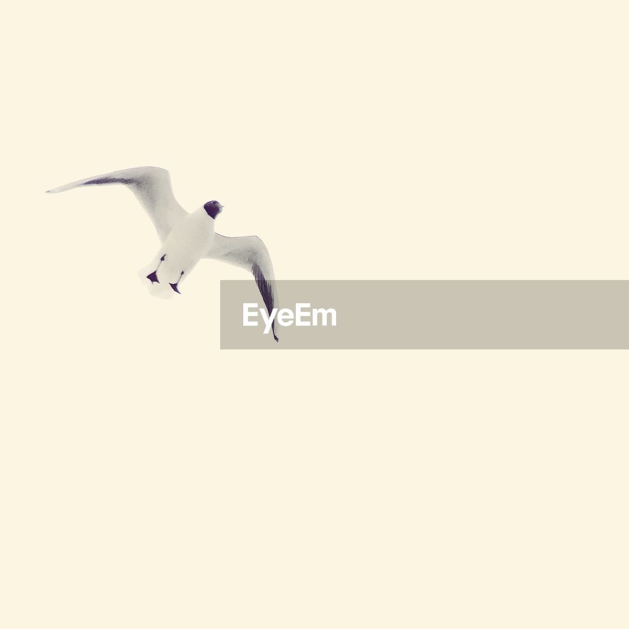 Low angle view of seagull flying against clear sky