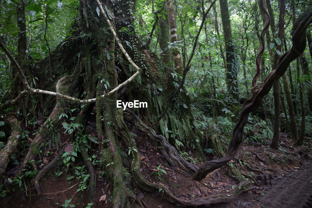 View of tree trunk in forest