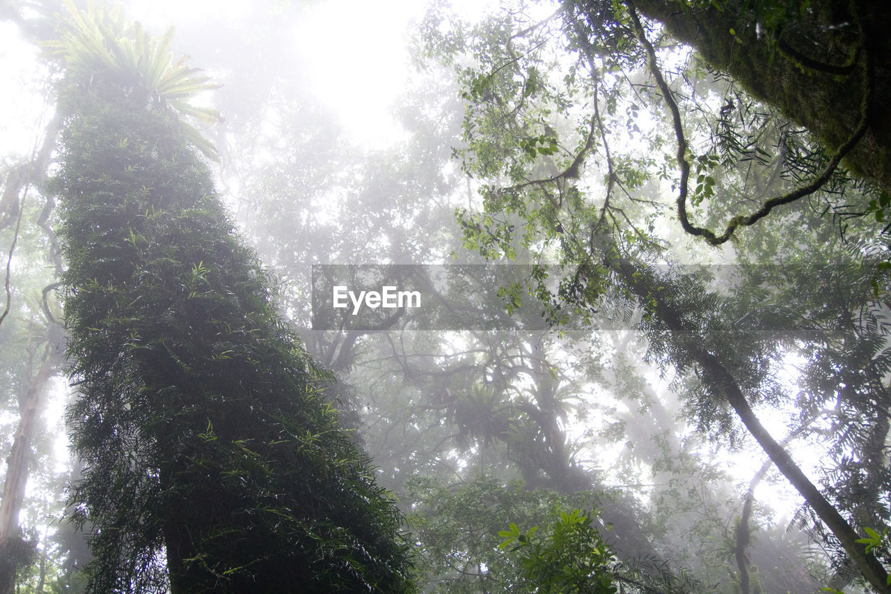 Low angle view of trees growing in forest