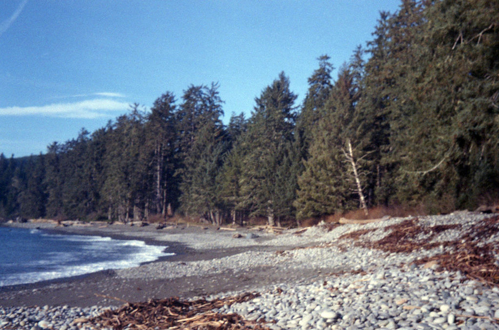 View of calm beach against trees