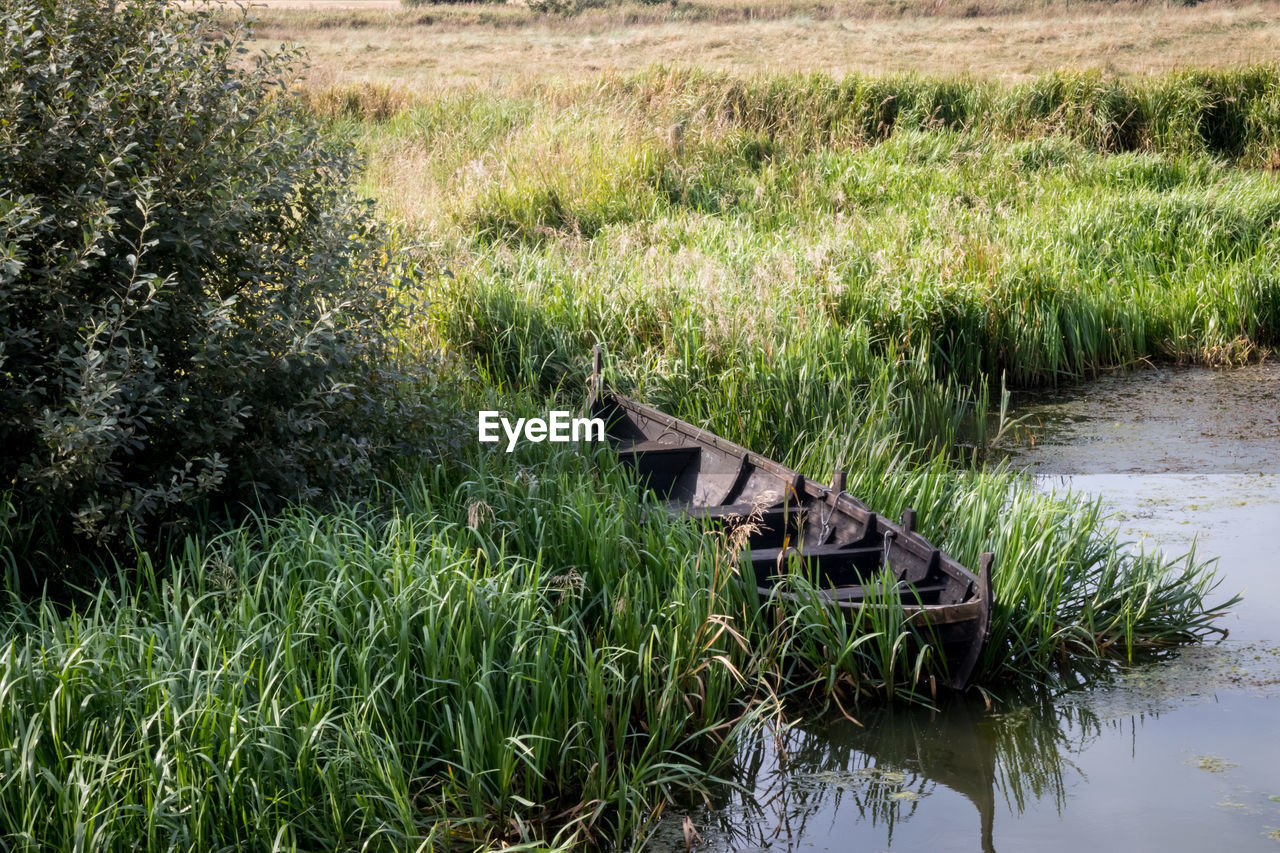 Surface level of grassy landscape