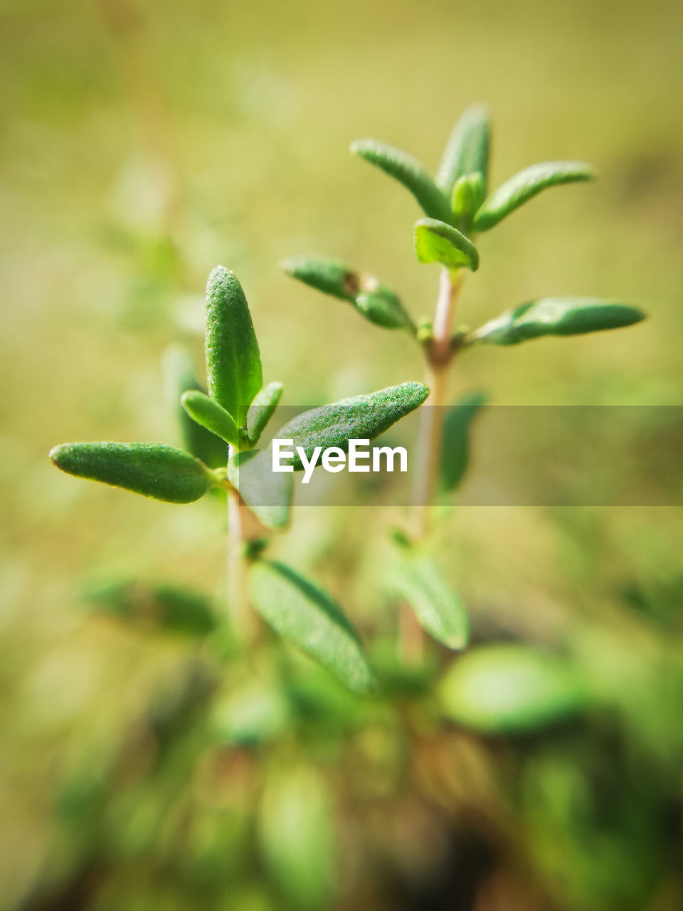 Close-up of thyme plant