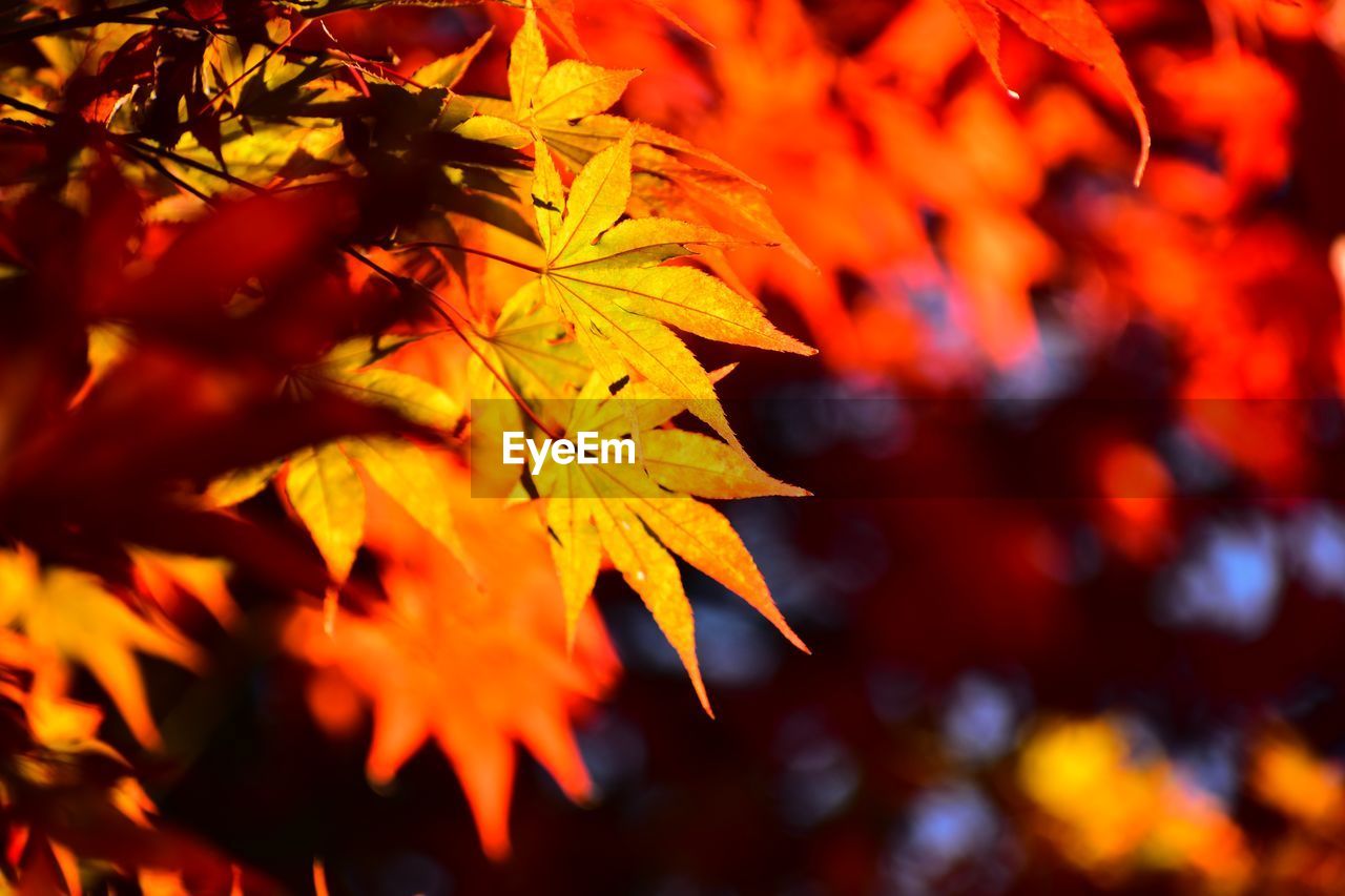 CLOSE-UP OF MAPLE LEAVES