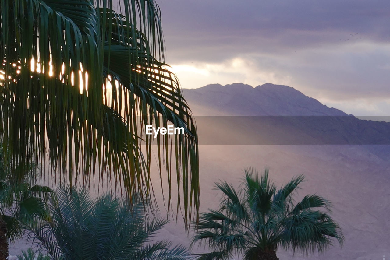 View of palm trees against sky at sunrise 