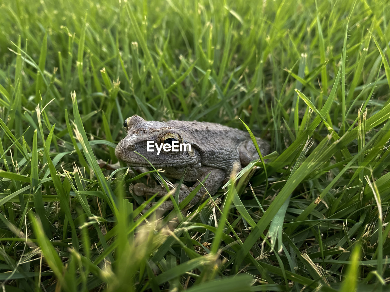 CLOSE-UP OF A FROG ON FIELD