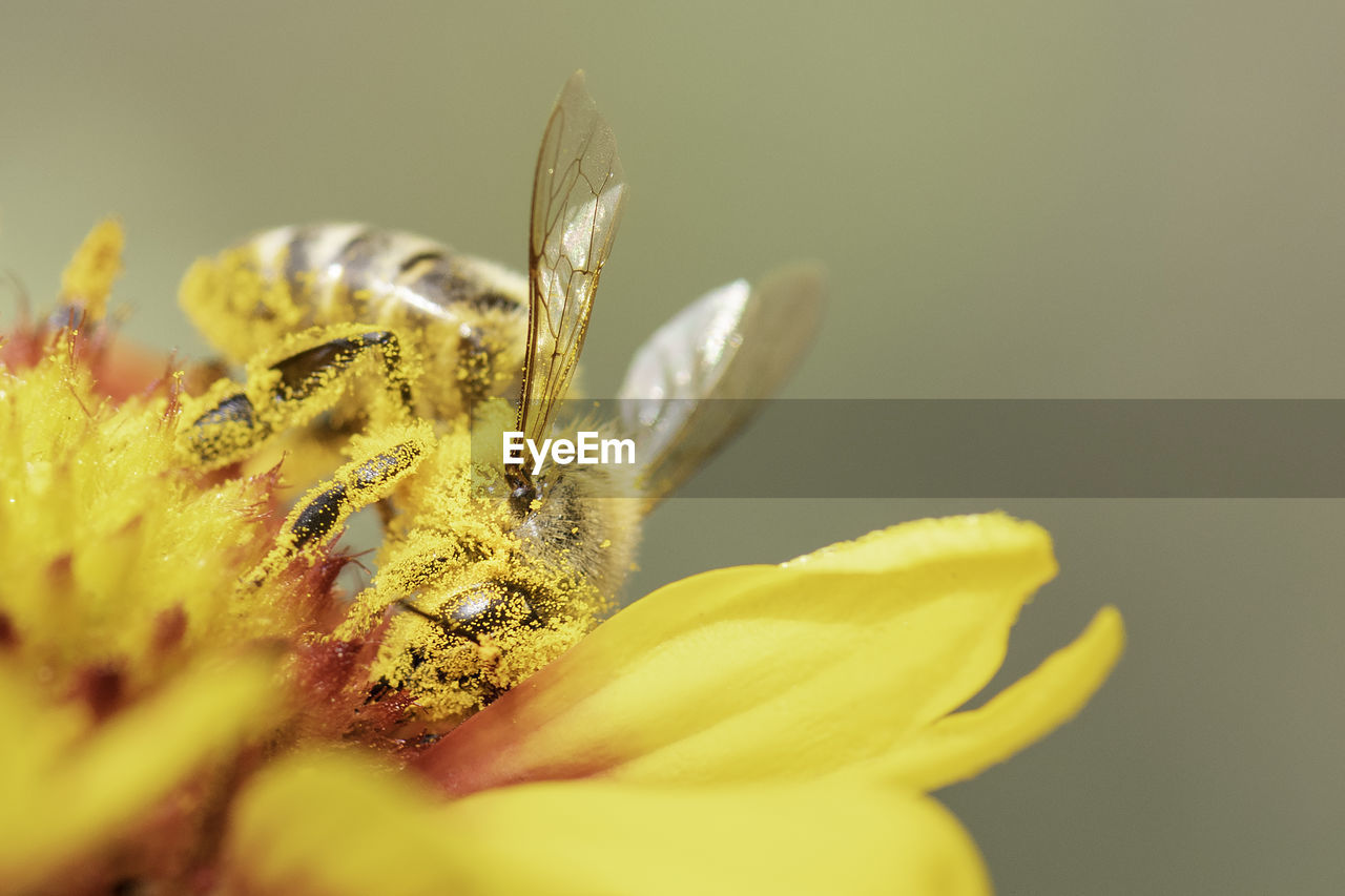 Bee on flower