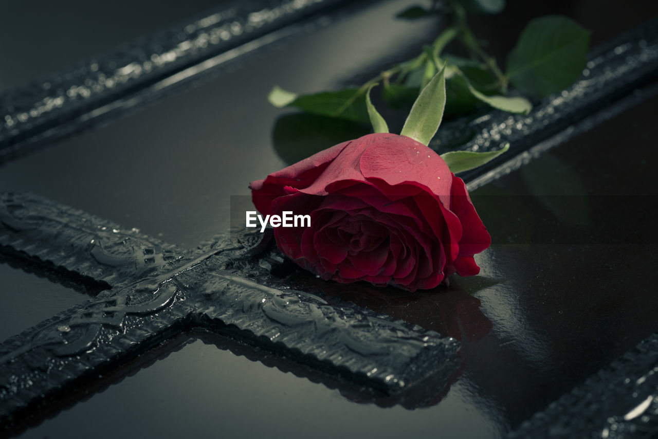 HIGH ANGLE VIEW OF RED ROSE ON LEAF AT NIGHT