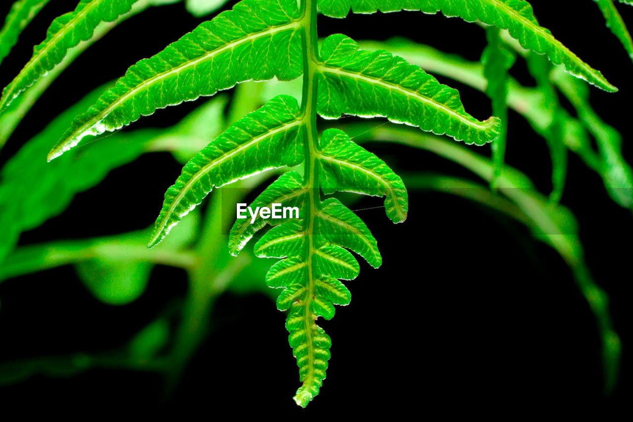 CLOSE-UP OF FRESH GREEN LEAVES ON PLANT