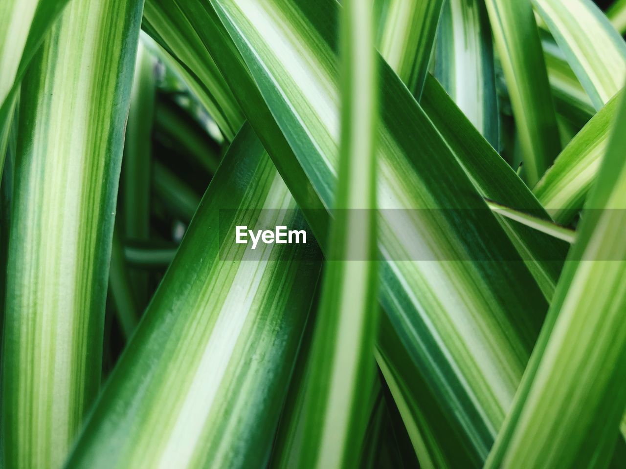 Full frame shot of plants