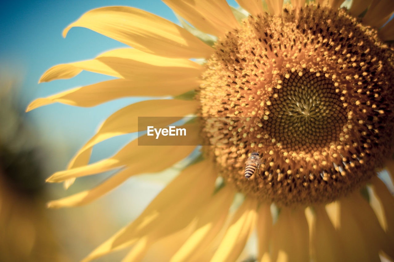 Close-up of sunflower